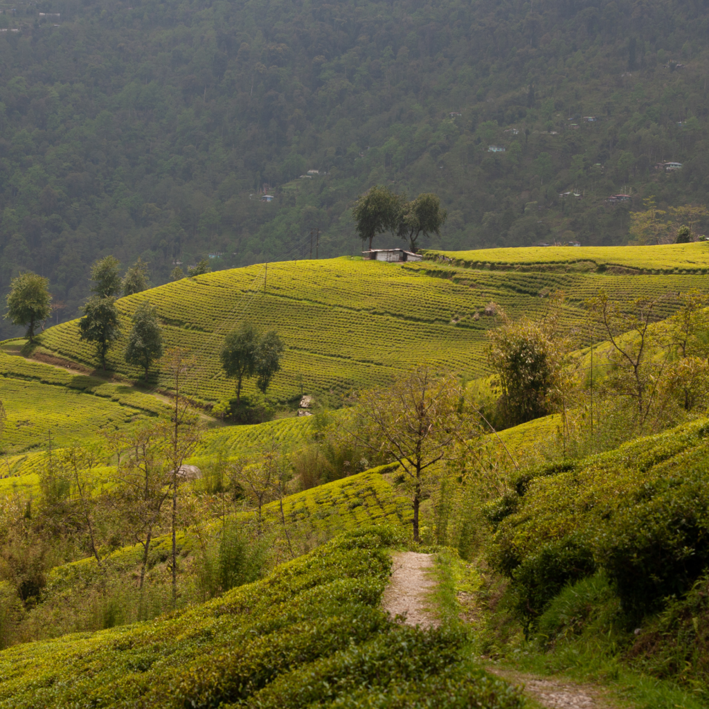 Sip, Explore, Repeat: Dive into West Bengal's Tea Tourism Wonderland! Immerse in aromatic landscapes and cultivate your tea passion. Uncover the secrets of India's finest brews!