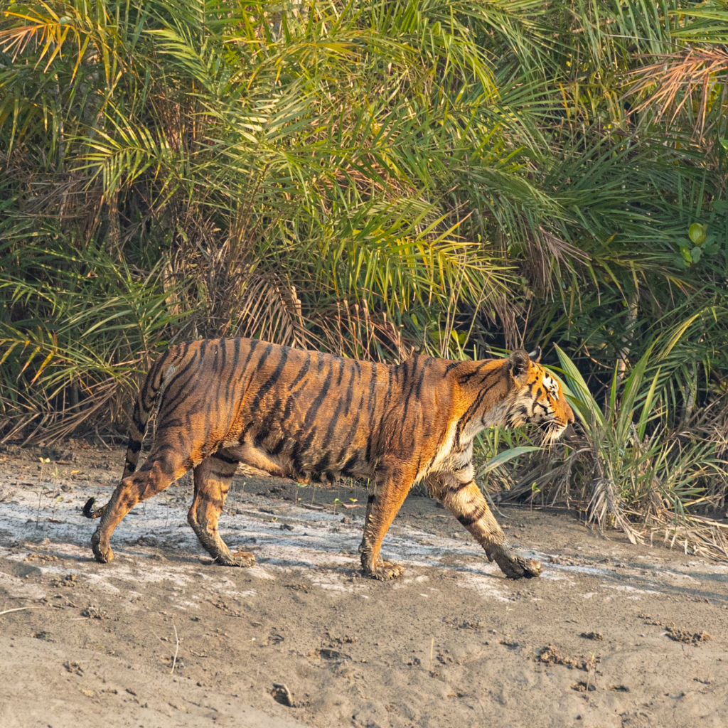 Unleash Your Wild Side: Dive into the Thrilling Adventures of Wildlife Tourism in West Bengal! Explore Untamed Jungles, Exotic Species, and Nature's Majesty. Start Your Safari Now!